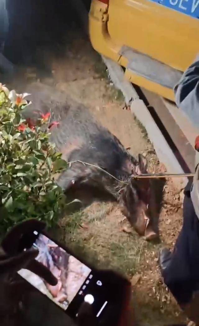 江西一高校惊现野猪<strong></p>
<p>币圈最新消息在哪里看</strong>,最后在食堂被成功抓获