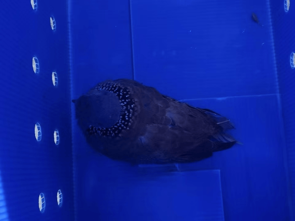 “戴珍珠项链”小鸟又现佛山街头<strong></p>
<p>truechain币行情</strong>！警方重要提醒