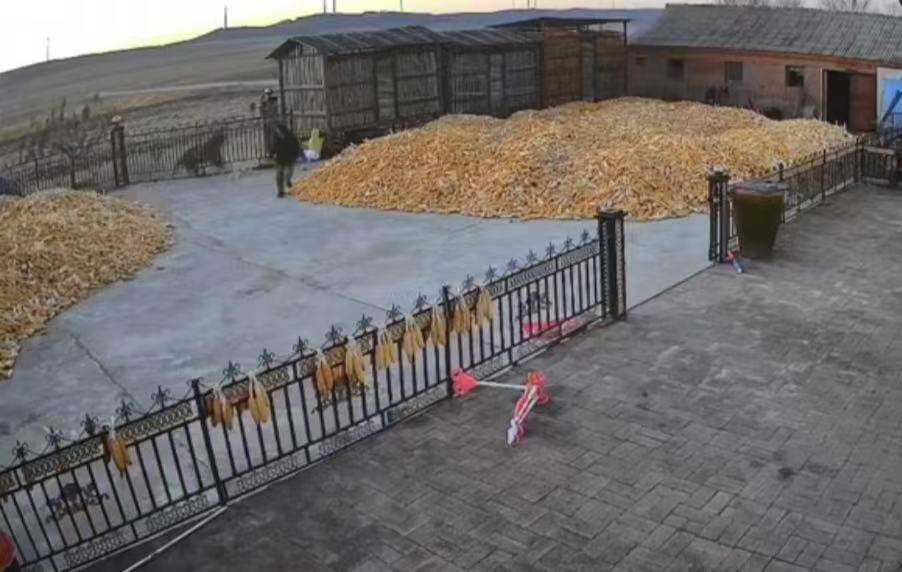 猛虎再下山：东北虎进村咬伤人事件背后的紧急应对和多方治理