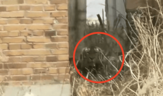 猛虎再下山：东北虎进村咬伤人事件背后的紧急应对和多方治理