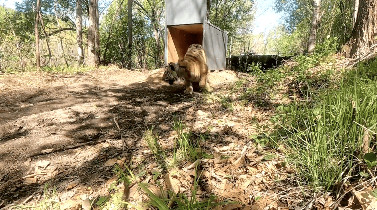 猛虎再下山：东北虎进村咬伤人事件背后的紧急应对和多方治理