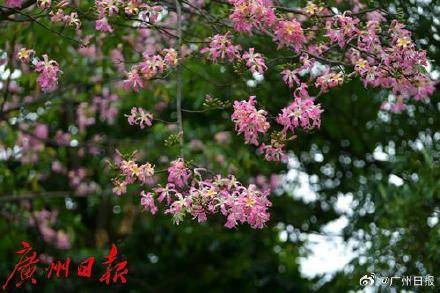 冷空气明天凌晨到达广州市区<strong></p>
<p>母币比普通币贵多少</strong>，后天起转为晴冷