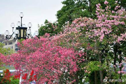 冷空气明天凌晨到达广州市区<strong></p>
<p>母币比普通币贵多少</strong>，后天起转为晴冷
