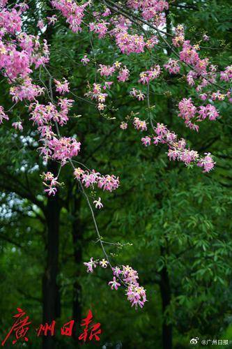 冷空气明天凌晨到达广州市区<strong></p>
<p>母币比普通币贵多少</strong>，后天起转为晴冷