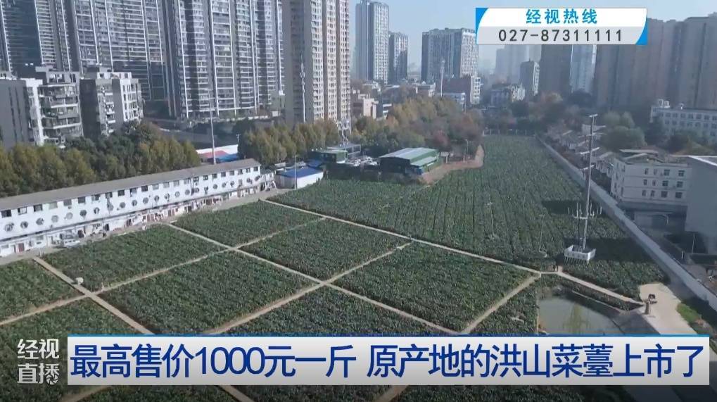 武汉人爱吃！最高1000元一斤<strong></p>
<p>basecoin币</strong>，供不应求