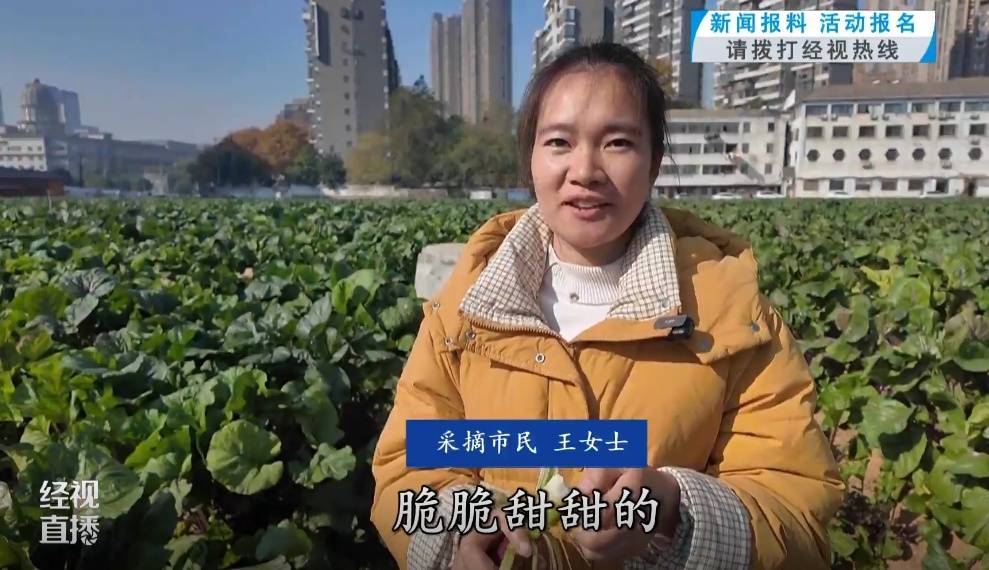 武汉人爱吃！最高1000元一斤<strong></p>
<p>basecoin币</strong>，供不应求