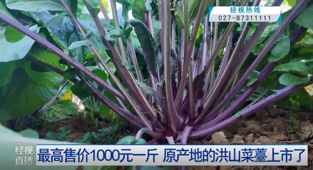 武汉人爱吃！最高1000元一斤<strong></p>
<p>basecoin币</strong>，供不应求