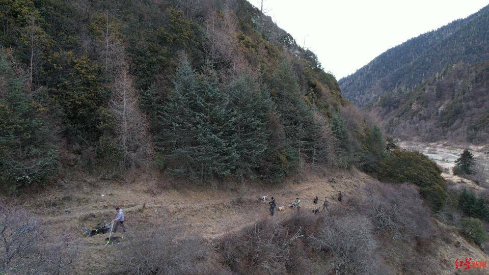 揭秘“野猪猎捕队”丨海拔3000米高山密林<strong></p>
<p>货币互换的风险有哪些</strong>，记者跟队直击猎捕野猪全过程