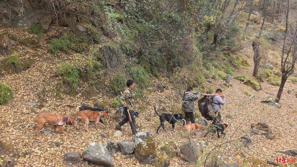 揭秘“野猪猎捕队”丨海拔3000米高山密林<strong></p>
<p>货币互换的风险有哪些</strong>，记者跟队直击猎捕野猪全过程