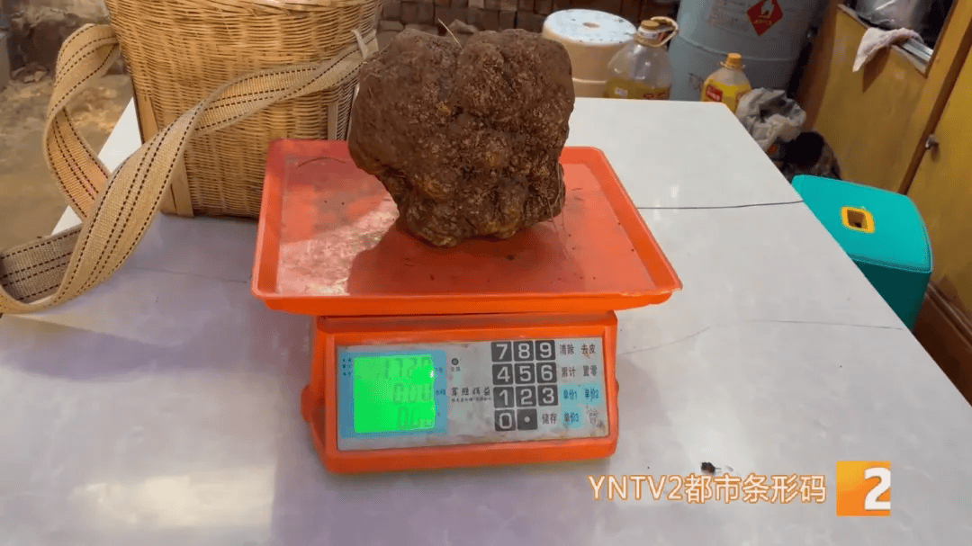 昆明一村民挖到1.7公斤超大松露<strong></p>
<p>货币互换的风险有哪些</strong>！“看都看不够”