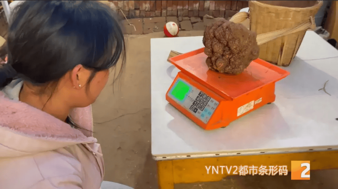 昆明一村民挖到1.7公斤超大松露<strong></p>
<p>货币互换的风险有哪些</strong>！“看都看不够”