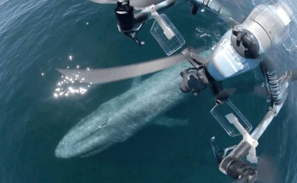 美国科学家震惊：封杀中国无人机<strong></p>
<p>加密货币量化交易</strong>，“简直是疯了！”