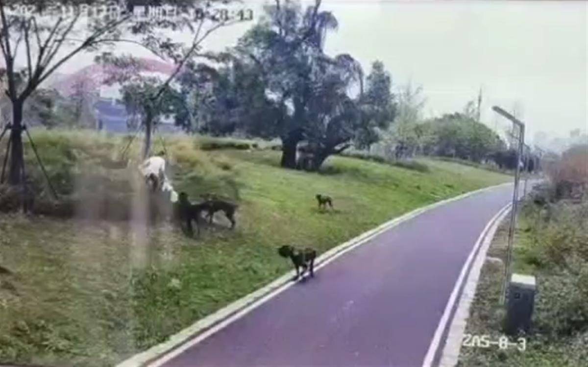 母女散步遭4条大型犬撕咬：狗主人系当地一工程老板 已被采取强制措施