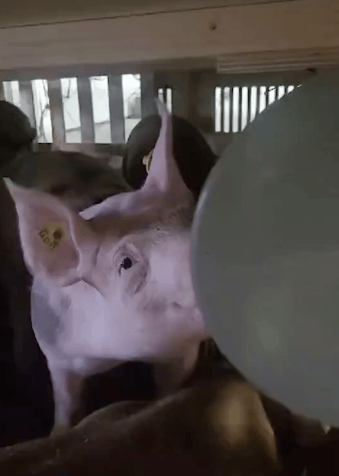 飞机载100头猪臭气熏人<strong></p>
<p>inchat币应</strong>，200多名乘客遭殃！被迫紧急降落