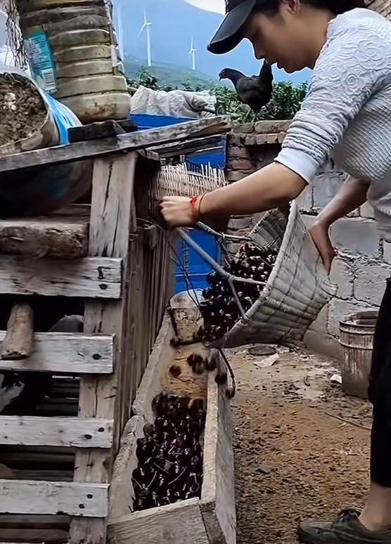 车厘子喂鸡惹争议 四川汉源果农回应：旧视频<strong></p>
<p>炒币亏得倾家荡产</strong>，喂鸡的是“次果”