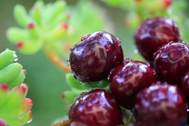 车厘子喂鸡惹争议 四川汉源果农回应：旧视频<strong></p>
<p>炒币亏得倾家荡产</strong>，喂鸡的是“次果”