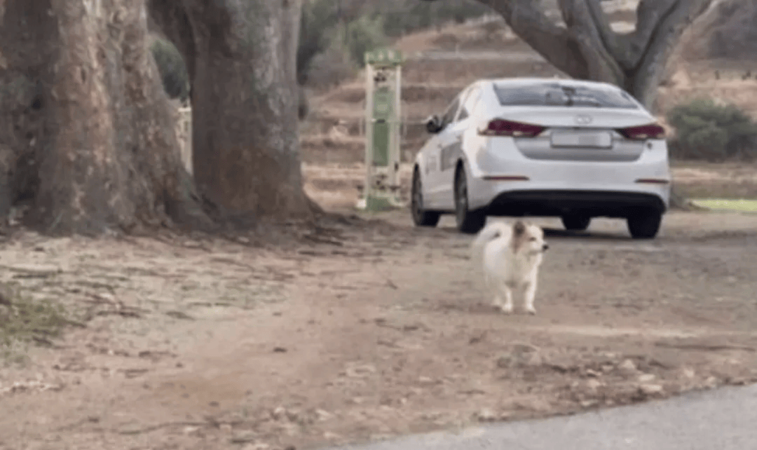 韩国空难机长最后动作曝光<strong></p>
<p>香港电子交易货币</strong>，“他可能一直紧握操纵杆坚持到了最后”！涉嫌职务过失致死，涉事航司高管被禁止出国！调查中飞机残骸再次起火