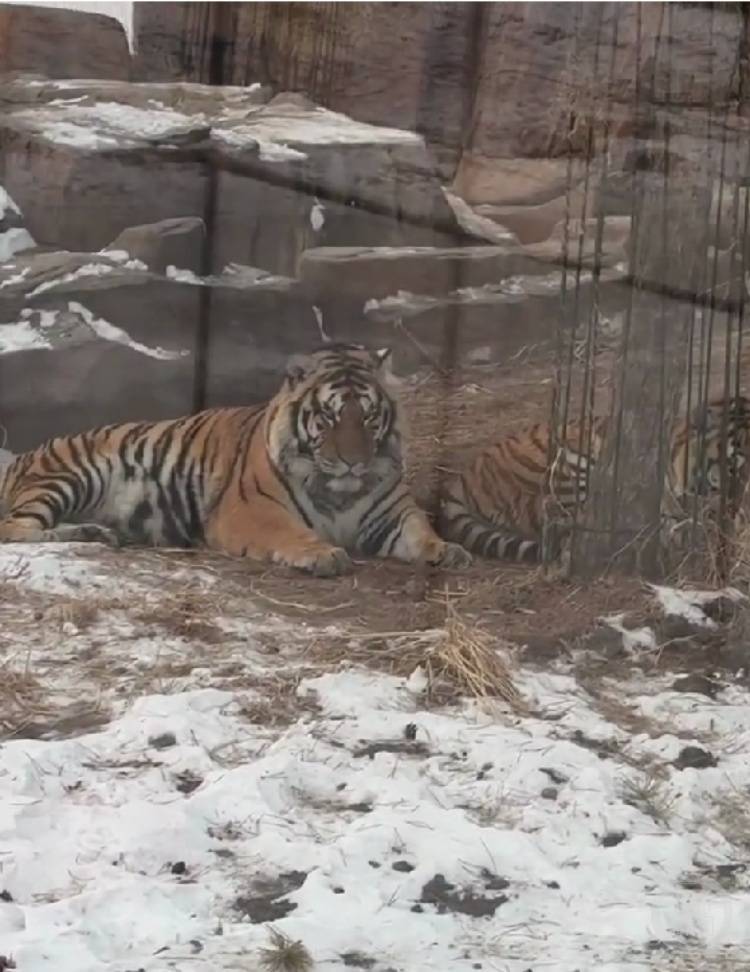 一口都吃不下?“南方小土豆”给哈尔滨的东北虎喂得都走不动道了<strong></p>
<p>香港电子交易货币</strong>!