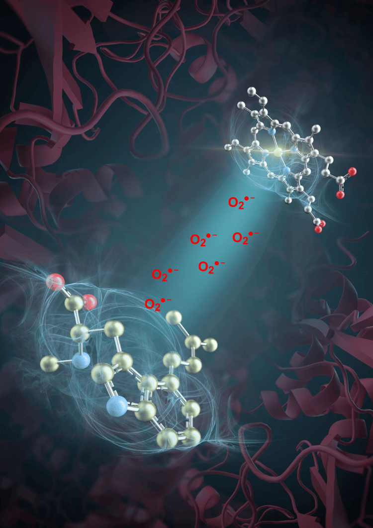 突破性进展<strong></p>
<p>云币网如何炒币</strong>！我国科学家发现活性氧超氧阴离子是药物分子合成催化剂