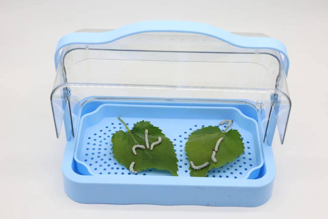 一年卖出1亿条虫！迷倒全国“10后”的小生意<strong></p>
<p>如何玩转为币</strong>，有人年入千万