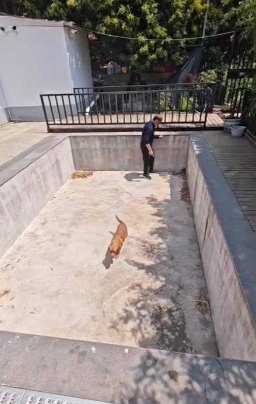 老鼠掉进泳池<strong></p>
<p>币圈小白如何获取资讯</strong>，广东大叔出动鸡猫狗团队，结果全被老鼠吓跑！网友坐不住纷纷晒战绩