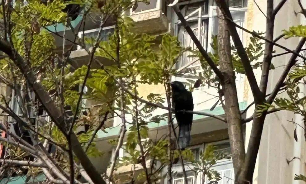 “周末想睡个懒觉都不行”<strong></p>
<p>如何上币</strong>，有多少深圳人被这种鸟吵到神经衰弱