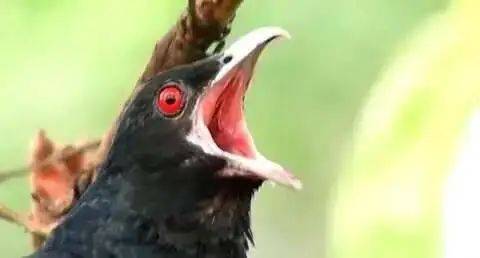 “周末想睡个懒觉都不行”<strong></p>
<p>如何上币</strong>，有多少深圳人被这种鸟吵到神经衰弱