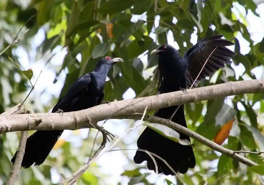 “周末想睡个懒觉都不行”<strong></p>
<p>如何上币</strong>，有多少深圳人被这种鸟吵到神经衰弱