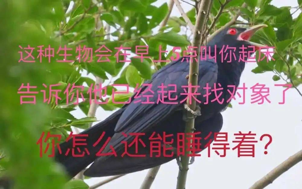 “周末想睡个懒觉都不行”<strong></p>
<p>如何上币</strong>，有多少深圳人被这种鸟吵到神经衰弱