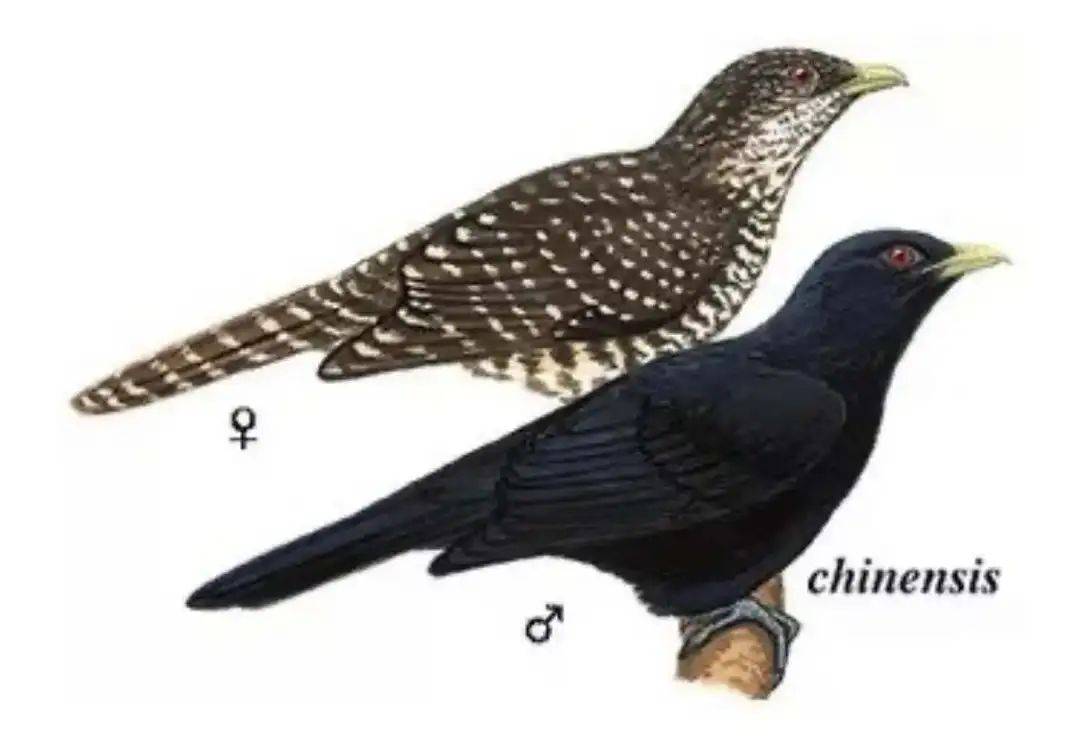 “周末想睡个懒觉都不行”<strong></p>
<p>如何上币</strong>，有多少深圳人被这种鸟吵到神经衰弱