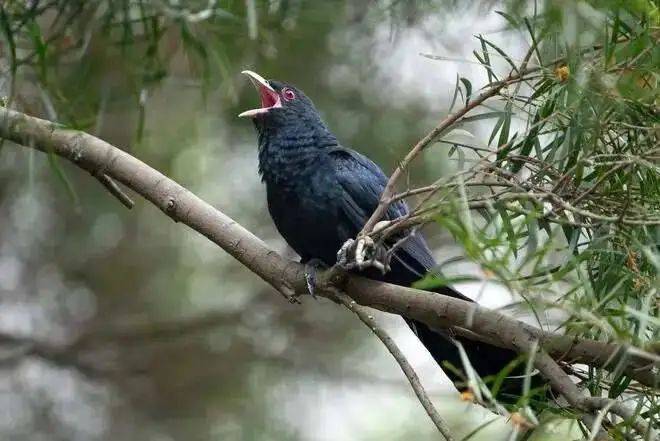 “周末想睡个懒觉都不行”<strong></p>
<p>如何上币</strong>，有多少深圳人被这种鸟吵到神经衰弱