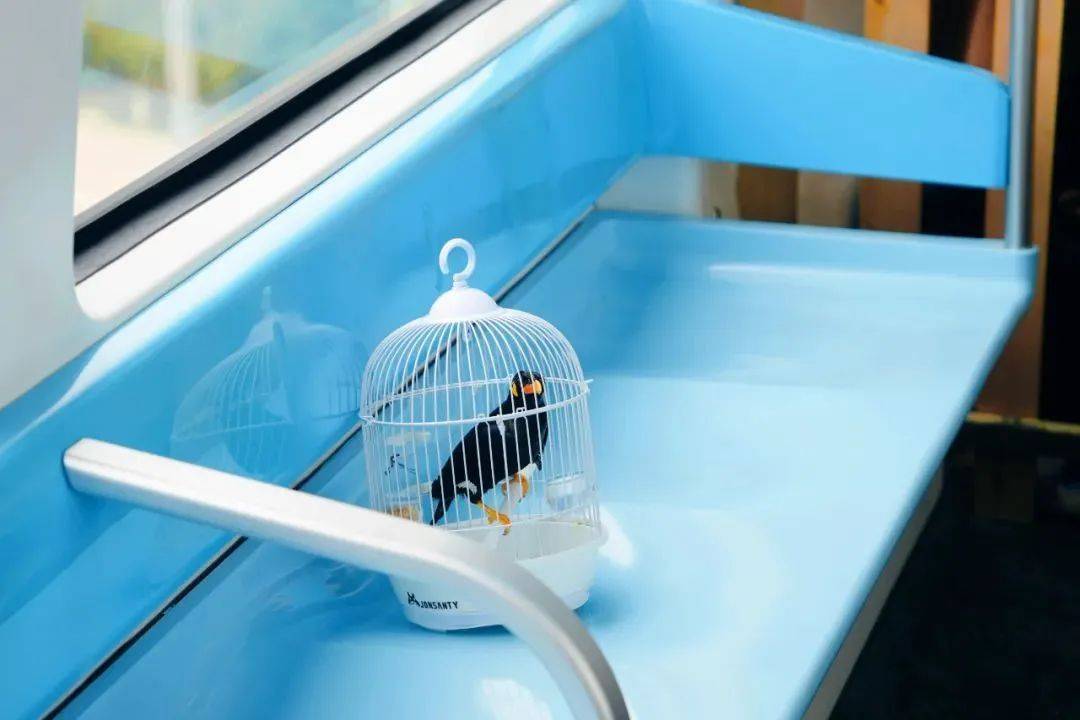 外交部转发<strong></p>
<p>如何买洪门洪币</strong>！武汉空轨上有羊驼