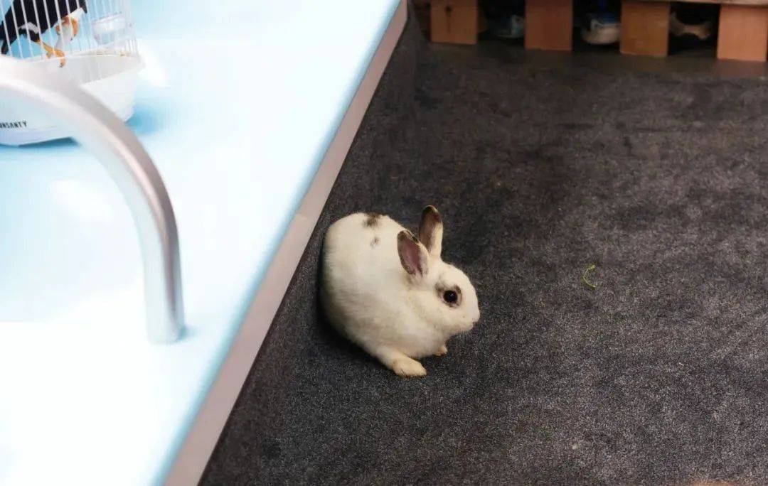 外交部转发<strong></p>
<p>如何买洪门洪币</strong>！武汉空轨上有羊驼