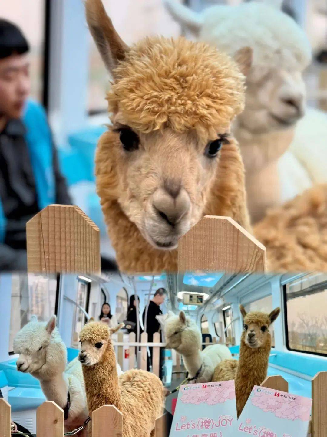 外交部转发<strong></p>
<p>如何买洪门洪币</strong>！武汉空轨上有羊驼