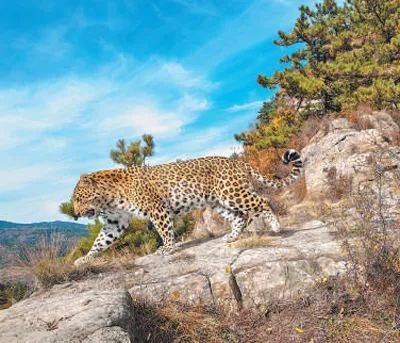 销声匿迹已有30年<strong></p>
<p>如何查看软件源代码</strong>，华北豹正逐渐接近北京——