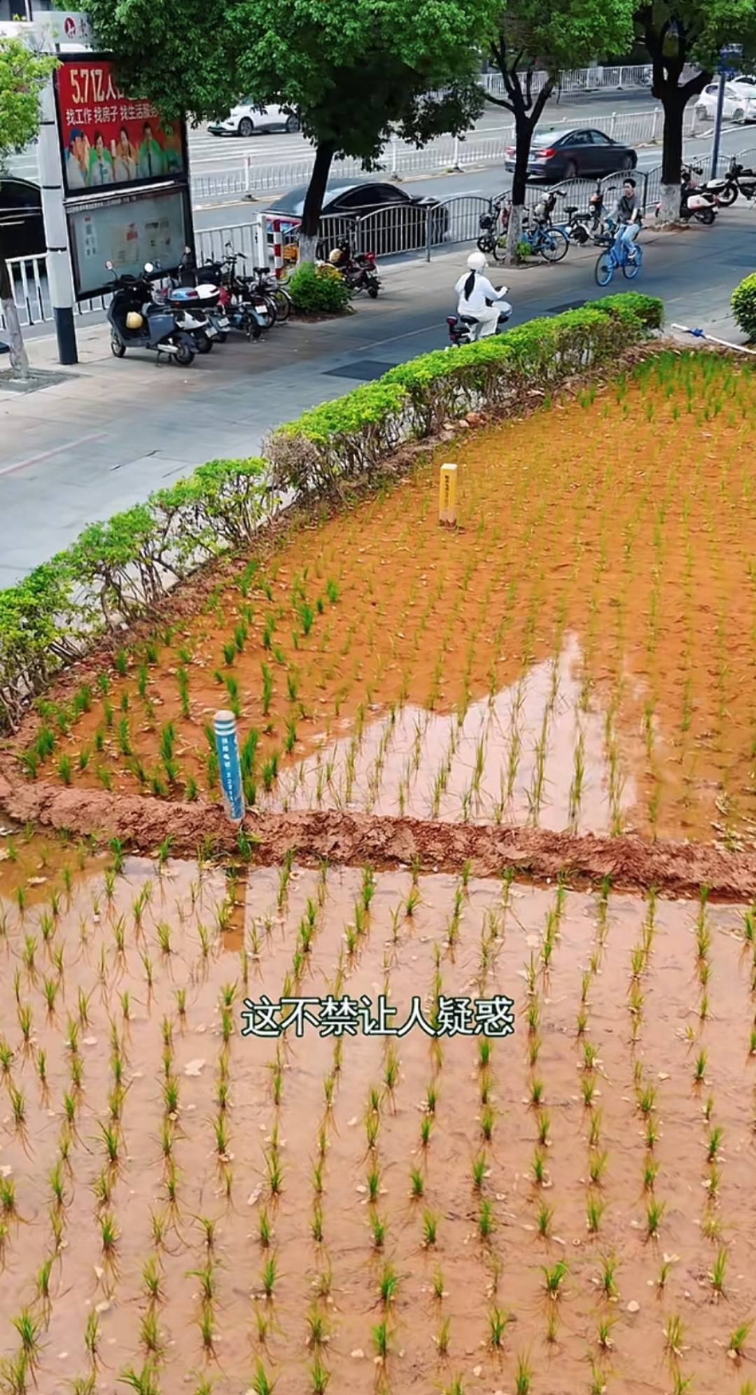 谁种的？东莞闹市区绿化带惊现水稻，网友化身福尔摩斯来探案，家居广场：商户提的建议