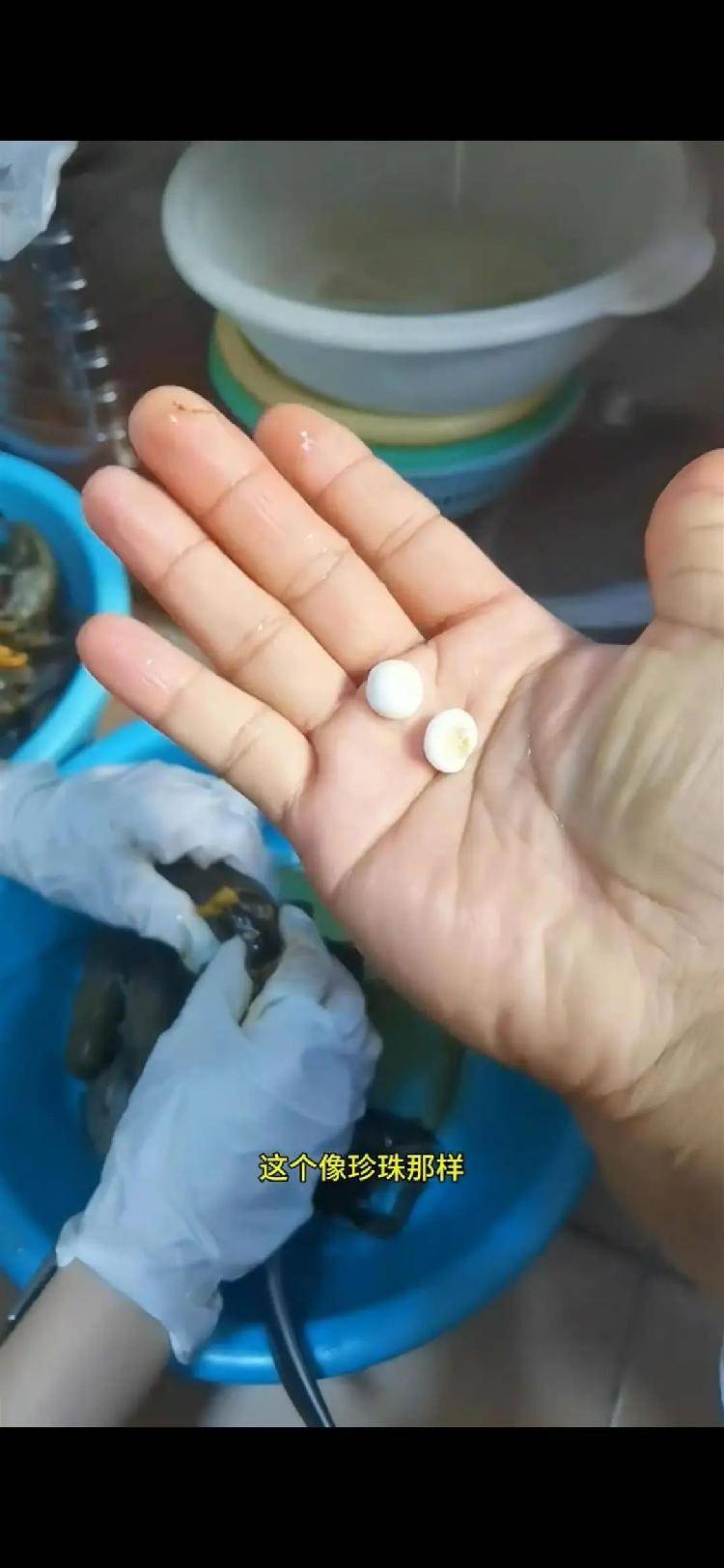 女子小龙虾里剥出多颗“龙珠”<strong></p>
<p>广东</strong>，专家解读其来历