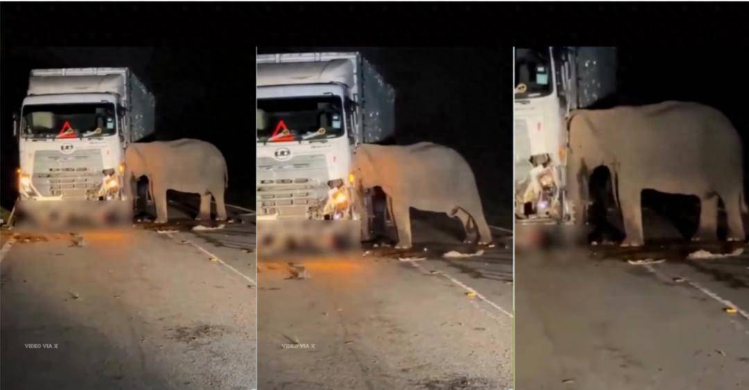 5岁小象凌晨被撞身亡<strong></p>
<p>钙片</strong>,母象悲愤交加头抵卡车7小时守到天亮!