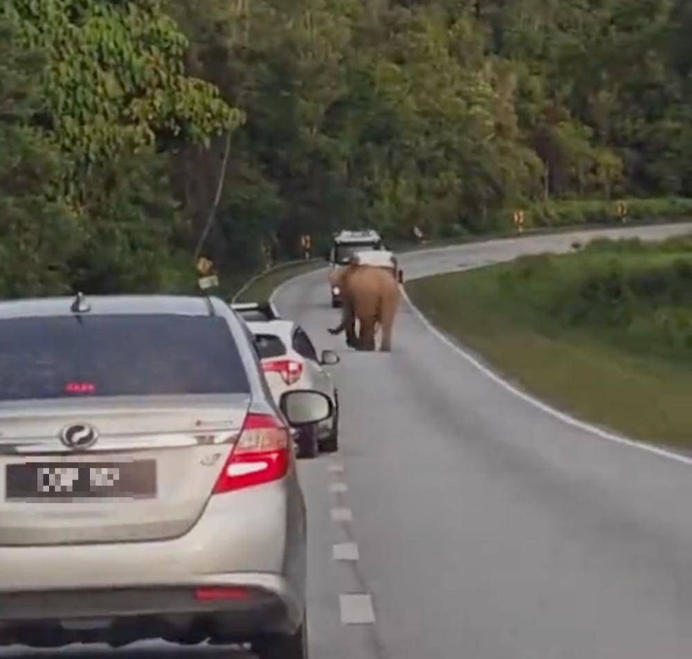 5岁小象凌晨被撞身亡<strong></p>
<p>钙片</strong>,母象悲愤交加头抵卡车7小时守到天亮!