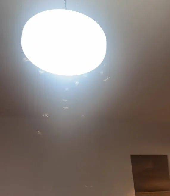 紧急提醒：瞬间爆发！上海市民崩溃：密密麻麻<strong></p>
<p>瓷器</strong>，蠕蠕爬行...“梧桐区”已开始战斗，白蚁或提前分飞