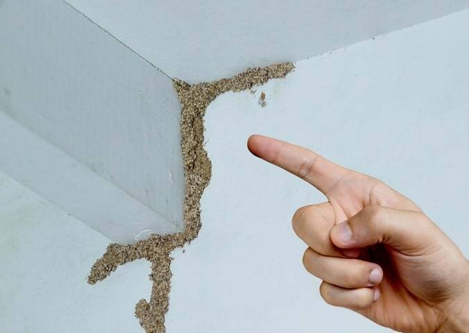 紧急提醒：瞬间爆发！上海市民崩溃：密密麻麻<strong></p>
<p>瓷器</strong>，蠕蠕爬行...“梧桐区”已开始战斗，白蚁或提前分飞