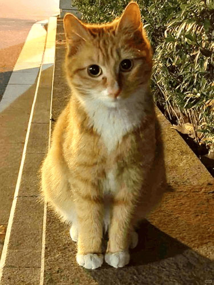 南京大学校庆日“校猫”被钢珠打碎头骨？校保卫处：看了一夜监控<strong></p>
<p>刺绣</strong>，暂未锁定嫌疑人