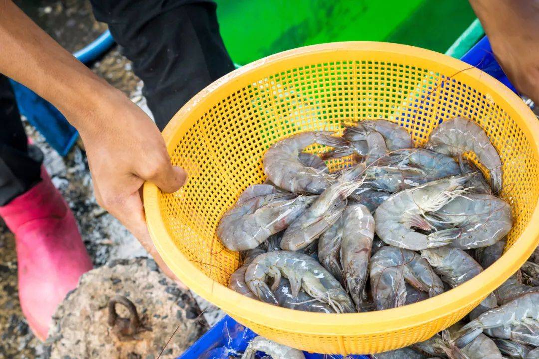 养殖虾都是吃抗生素、激素长大的<strong></p>
<p>刺绣</strong>,真的不建议吃?