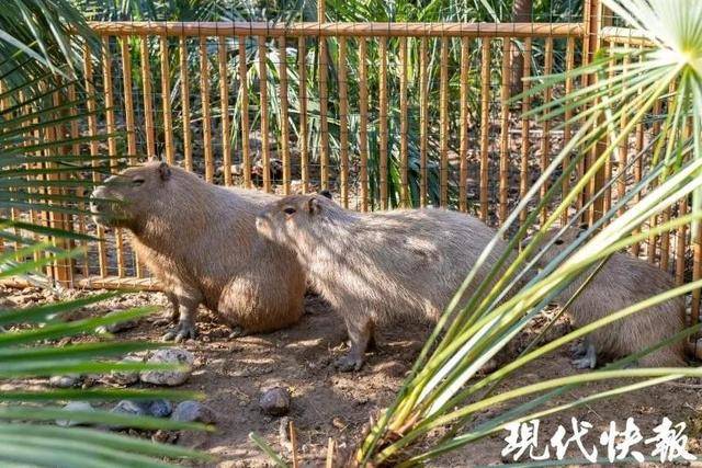 越狱50多天<strong></p>
<p>lv</strong>，江苏出逃的卡皮巴拉现身！园区：藏身地暂时保密