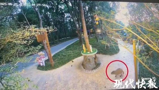 越狱50多天<strong></p>
<p>lv</strong>，江苏出逃的卡皮巴拉现身！园区：藏身地暂时保密