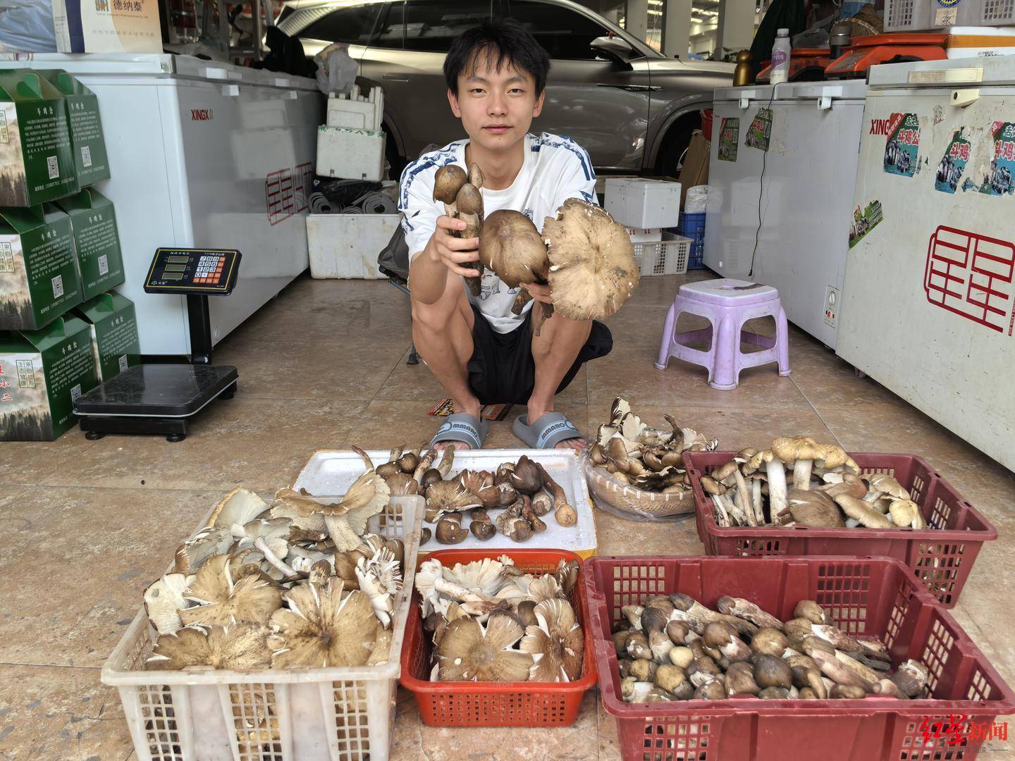 “天价”鸡枞调查:最贵卖到1800元/公斤!雨水少致产量低<strong></p>
<p>ada</strong>,多地价高客少