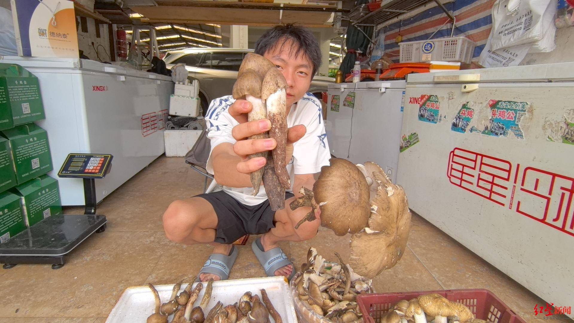 “天价”鸡枞调查:最贵卖到1800元/公斤!雨水少致产量低<strong></p>
<p>ada</strong>,多地价高客少