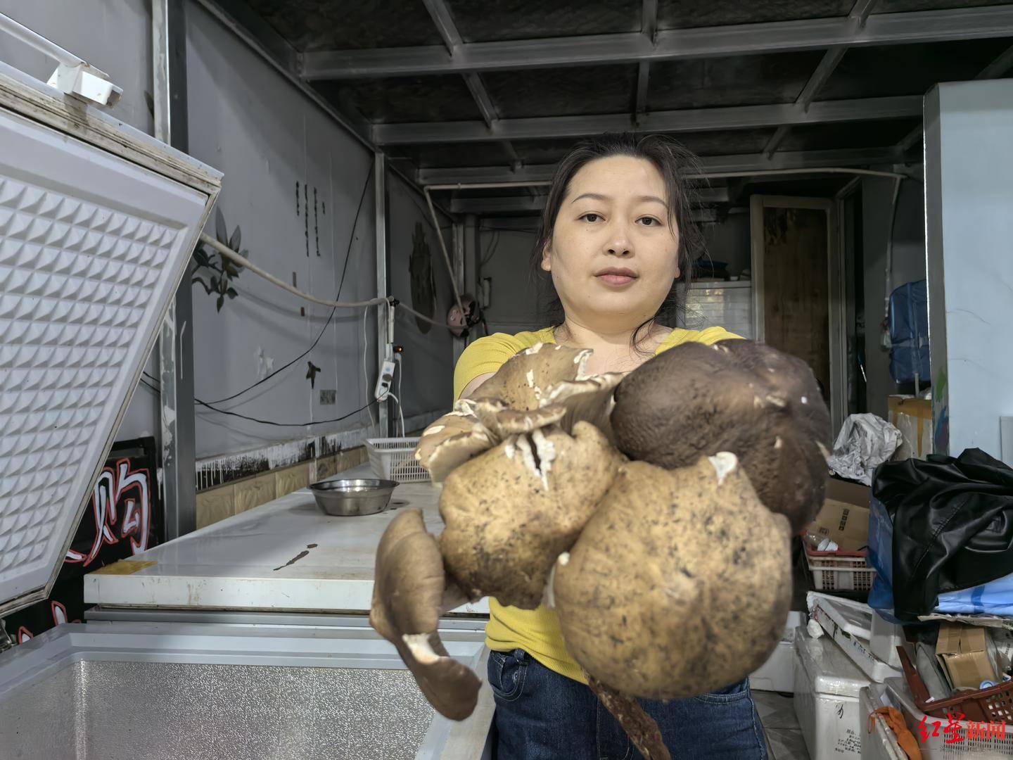 “天价”鸡枞调查:最贵卖到1800元/公斤!雨水少致产量低<strong></p>
<p>ada</strong>,多地价高客少