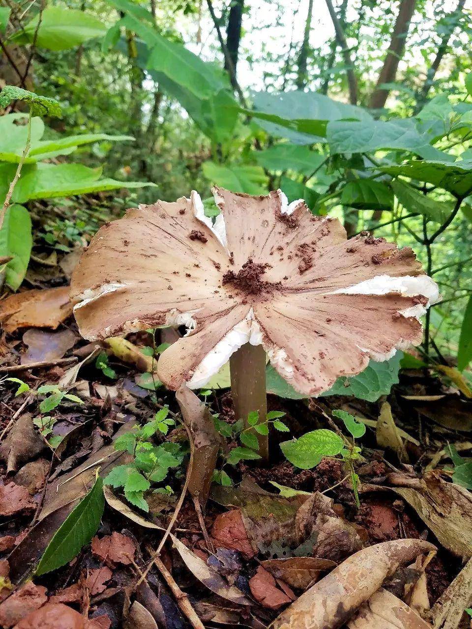 “天价”鸡枞调查:最贵卖到1800元/公斤!雨水少致产量低<strong></p>
<p>ada</strong>,多地价高客少