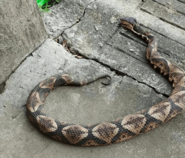 浙江温州有人在山上放生五步蛇<strong></p>
<p>贰佰</strong>，此前已有村民被咬！当地村干部回应